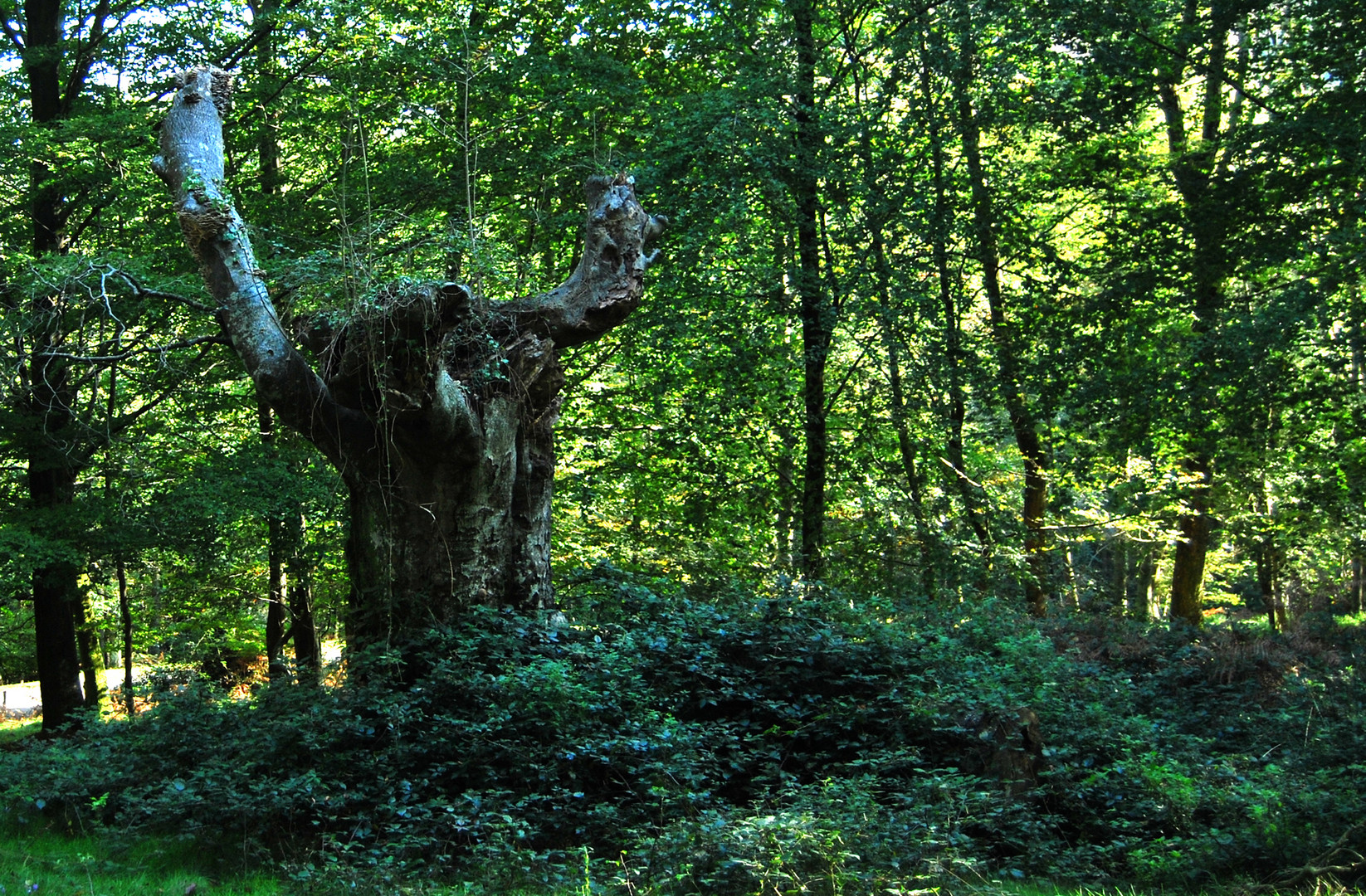 Arbol fantasma