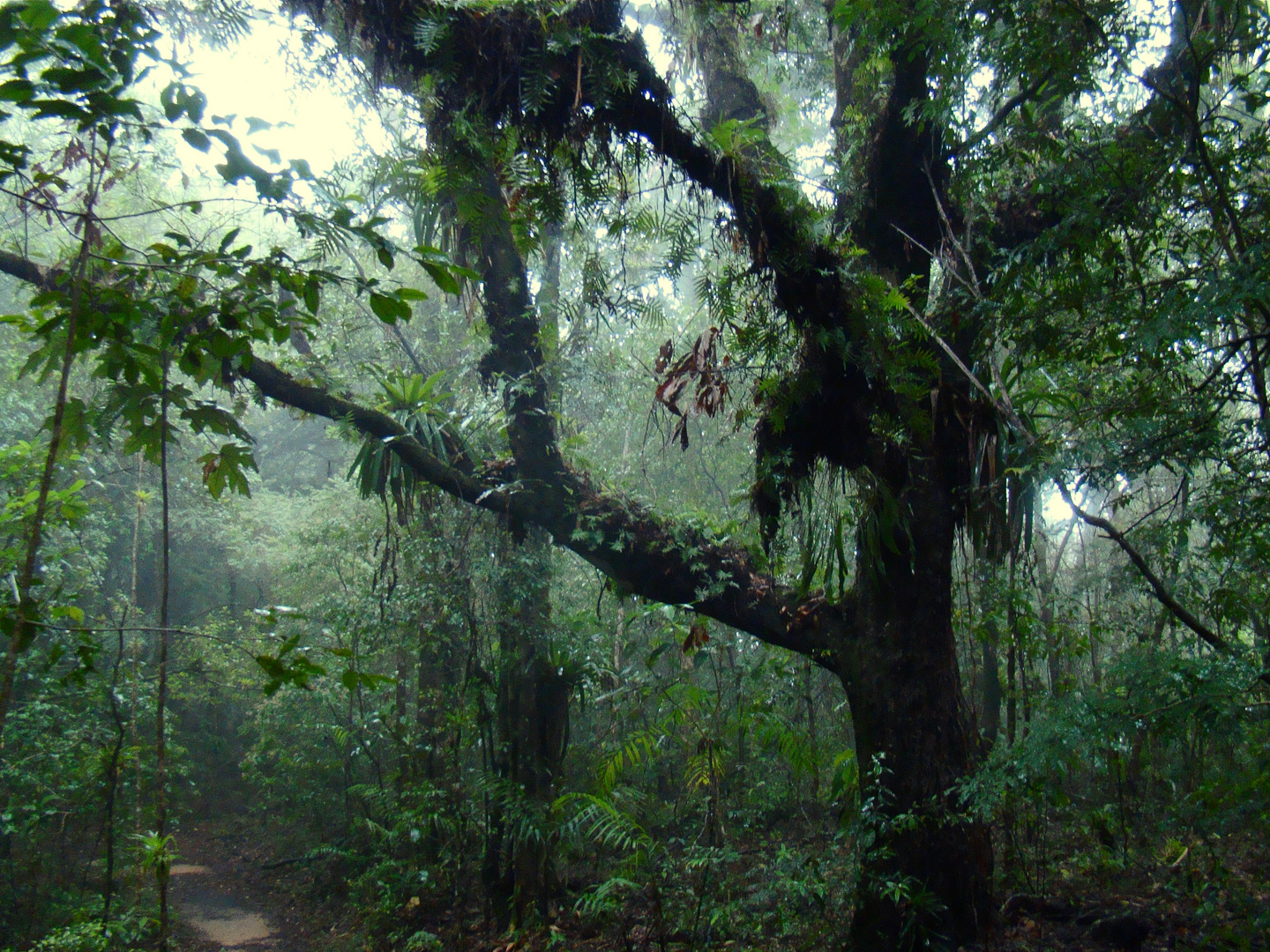 Arbol Fantasmagórico