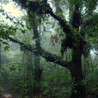 Arbol Fantasmagórico