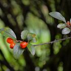 Arbol Floral de Otoño