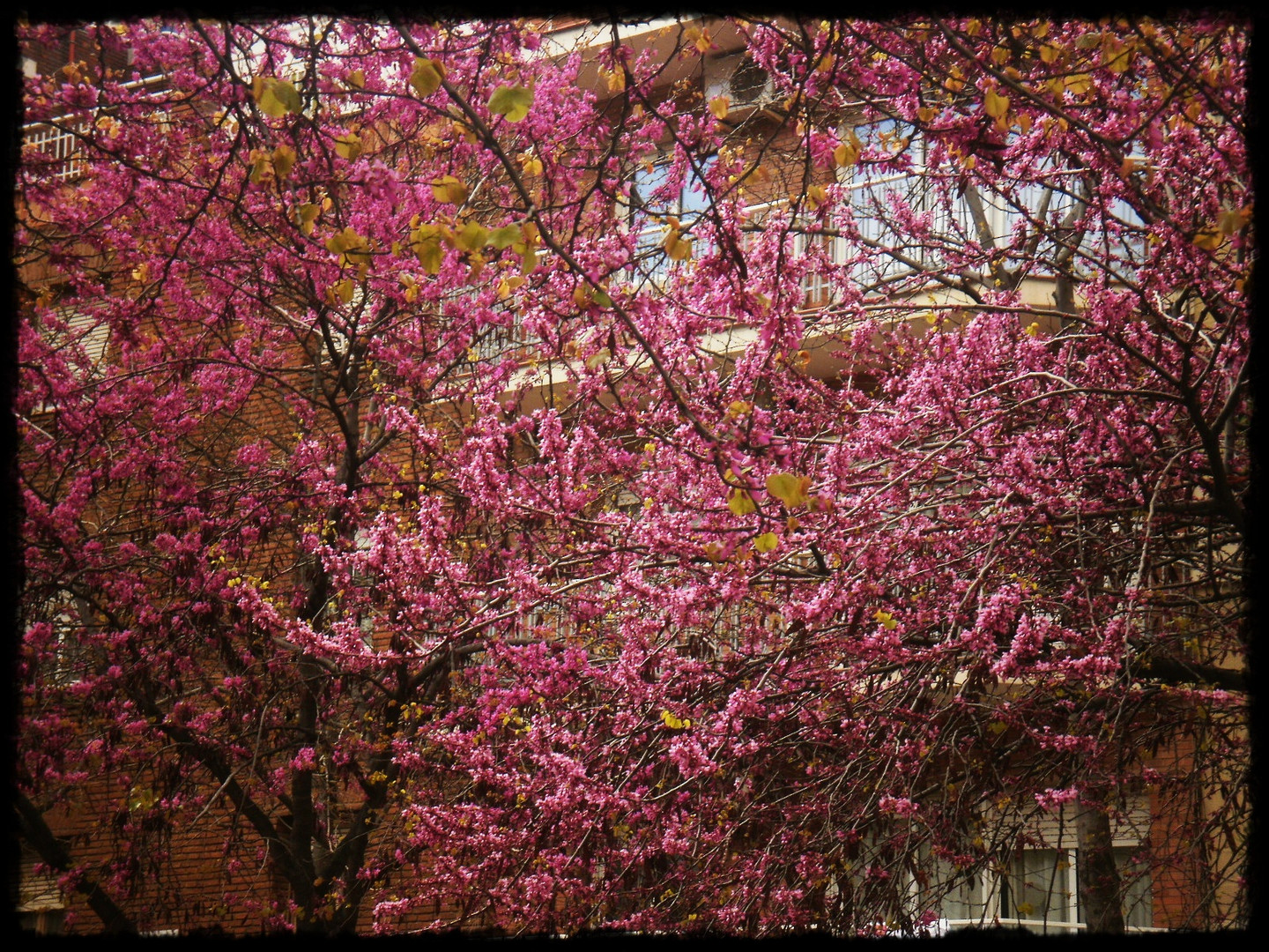 arbol florido