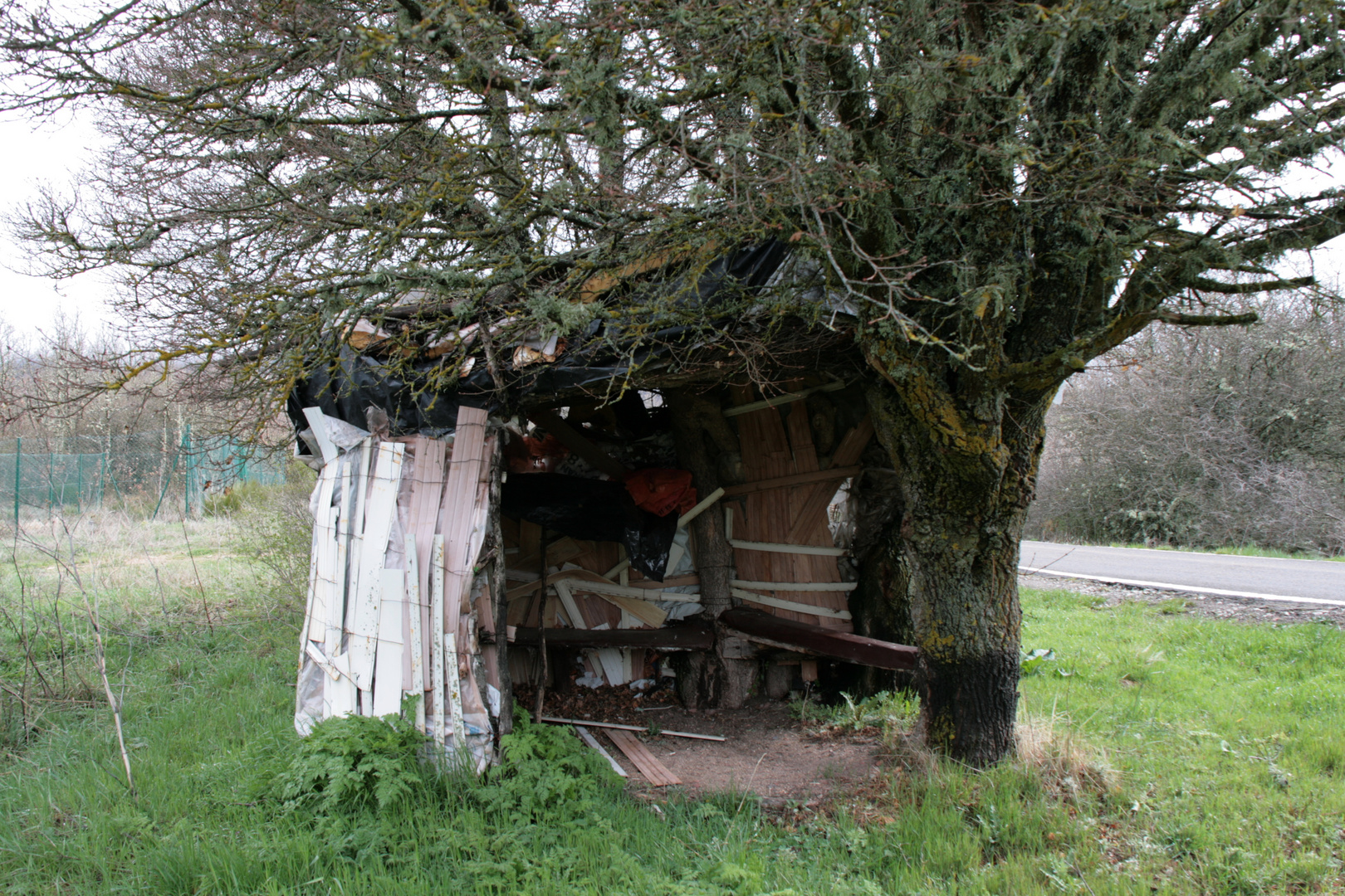 ARBOL HUECO O PARADA DE AUTOBUS