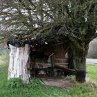 ARBOL HUECO O PARADA DE AUTOBUS