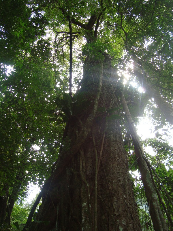 Arbol Longevo en las montañas de Pochuta, Chimaltenango, Guatemala.