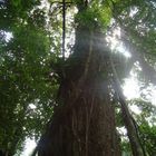 Arbol Longevo en las montañas de Pochuta, Chimaltenango, Guatemala.