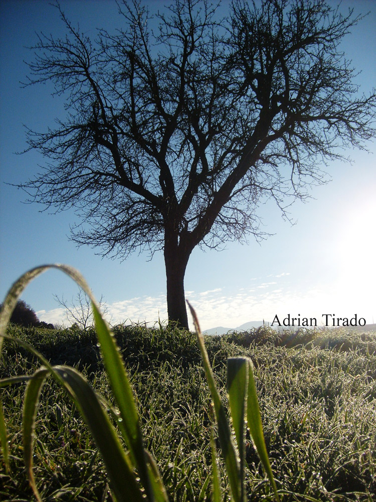 Arbol mañanero