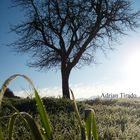 Arbol mañanero