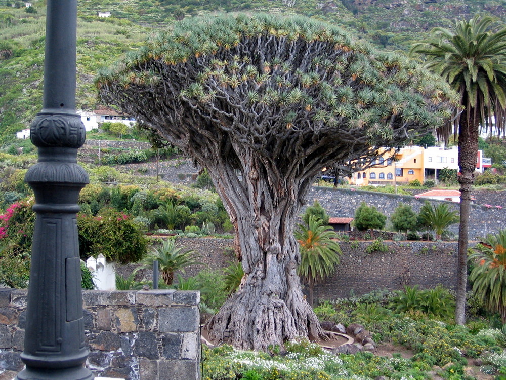 Arbol Milenario