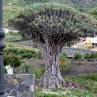 Arbol Milenario