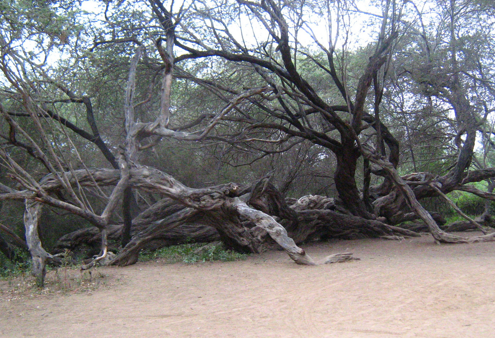 ARBOL MILENARIO