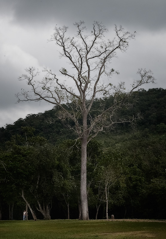 arbol muerto en la selva