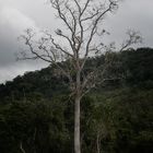 arbol muerto en la selva