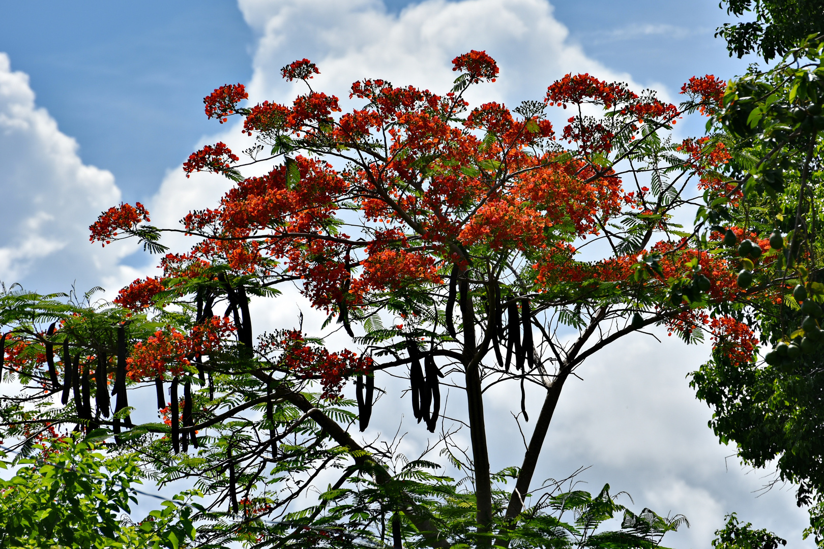 arbol rojo