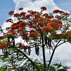 arbol rojo