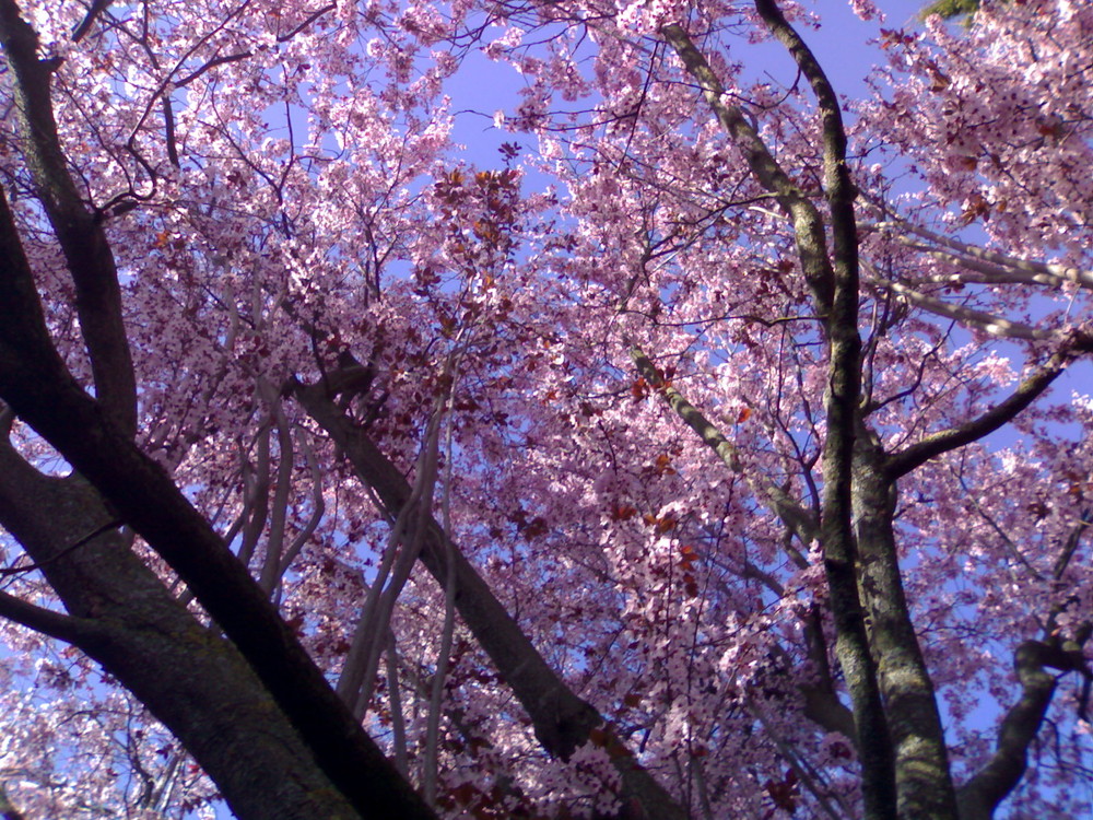 arbol rosa