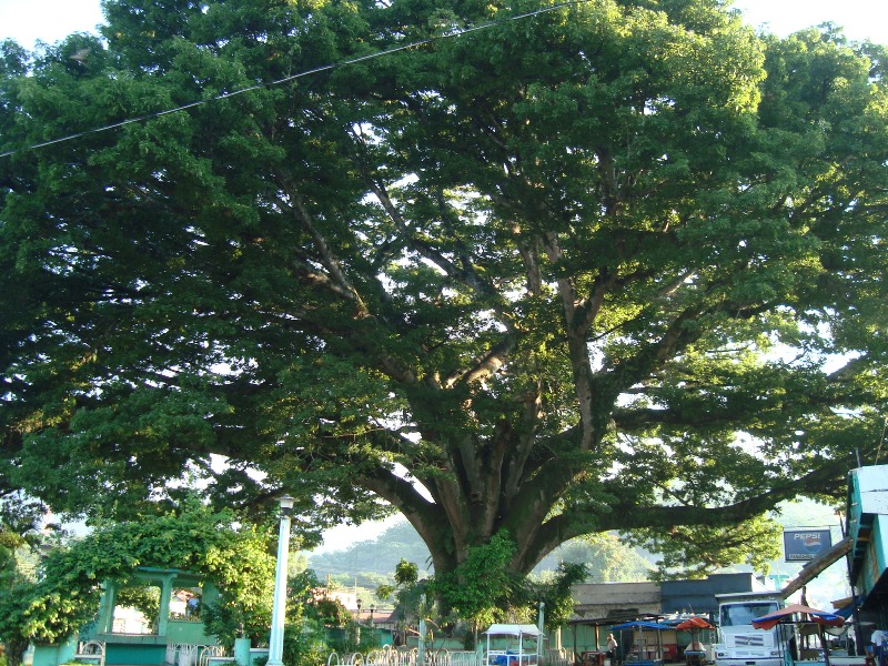 Arbol sagrado de los Mayas, La Ceiba en Pochuta, Chimaltenango, Guatemala