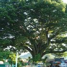 Arbol sagrado de los Mayas, La Ceiba en Pochuta, Chimaltenango, Guatemala