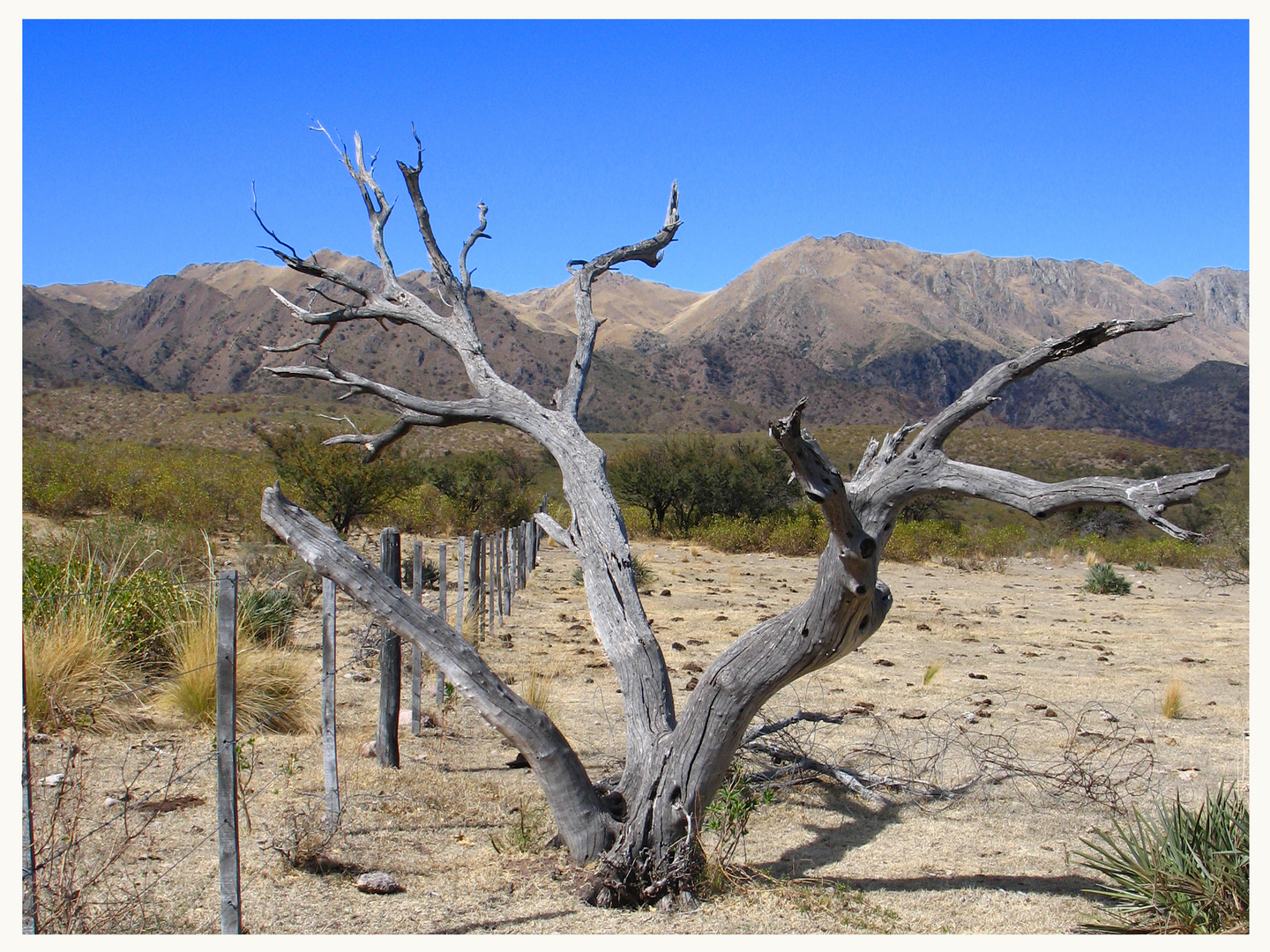 ARBOL SECO Imagen & Foto paisajes, montañas, naturaleza Fotos de
