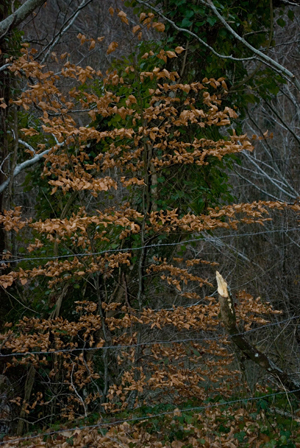 arbol secuestrado