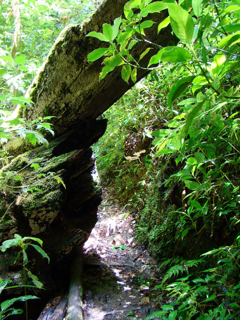 Arbol sobre el sendero