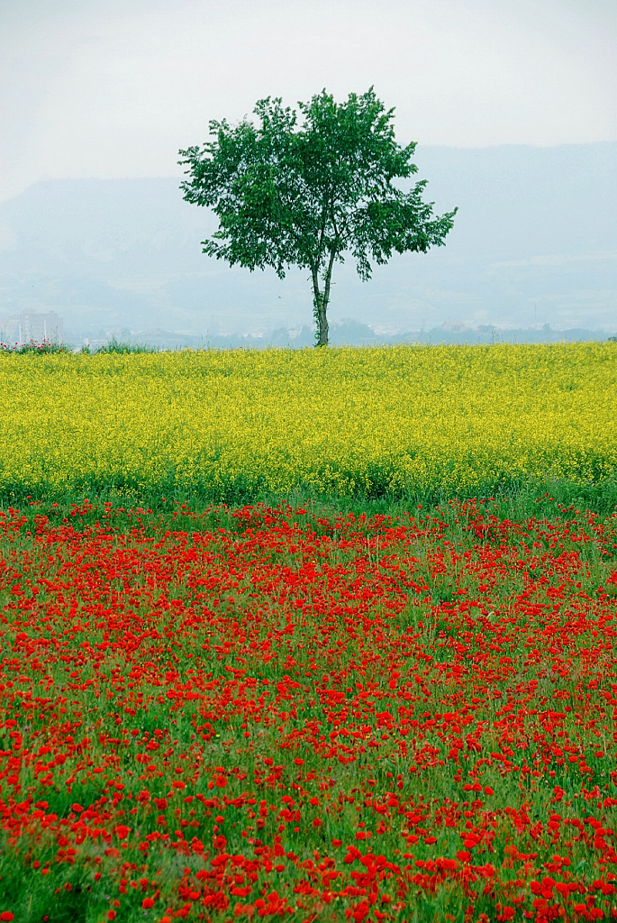 Arbol solitario