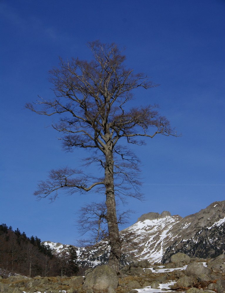 Arbol solitario