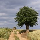 Arbol solitario