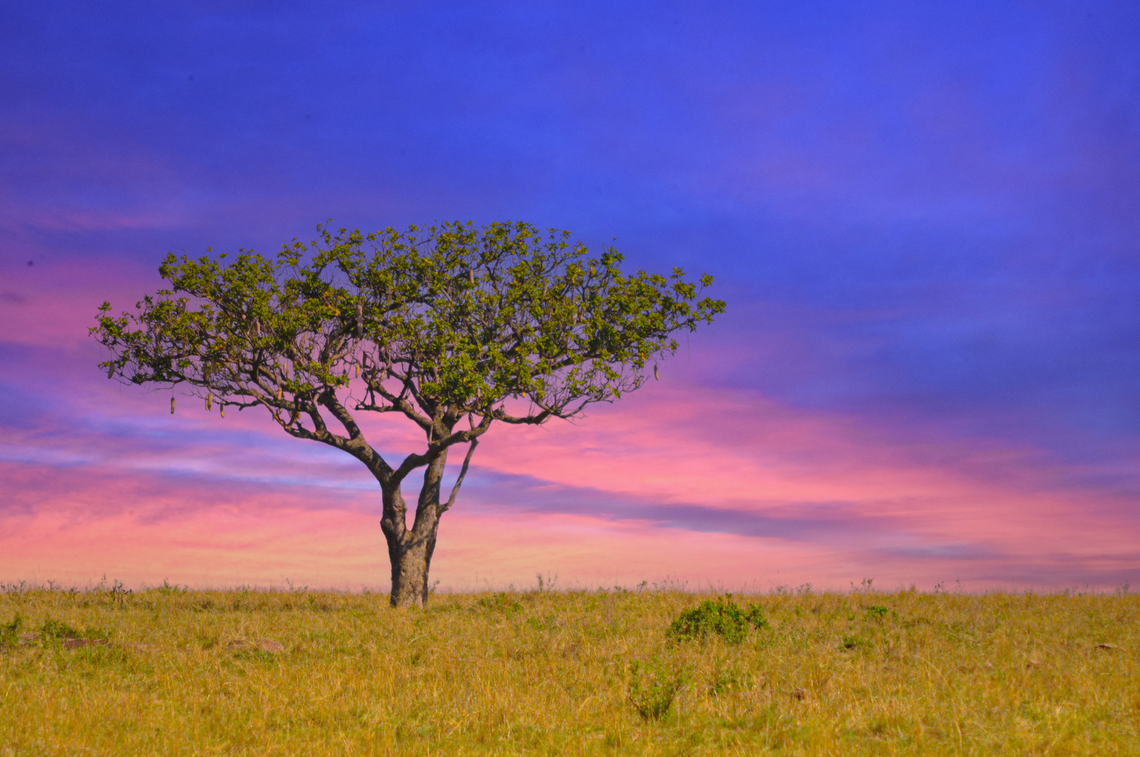 Arbol solitario