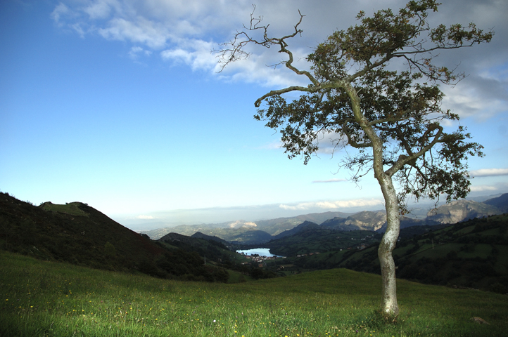 árbol solitario