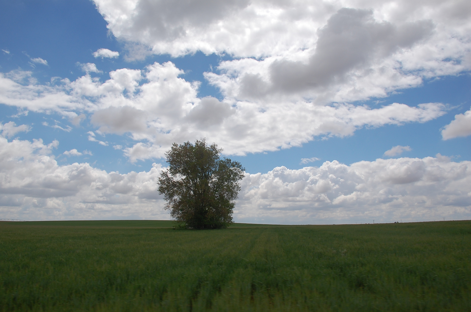 Arbol solitario en el sembrao