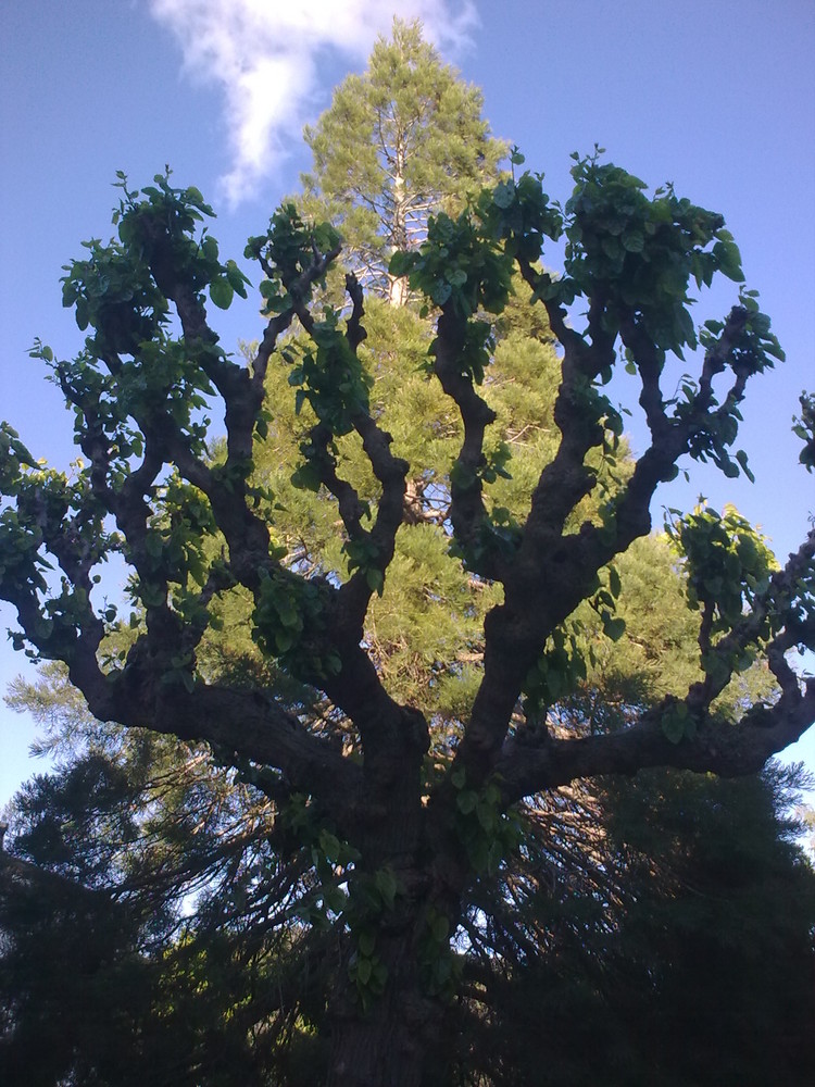 ARBOL SUPERPUESTO