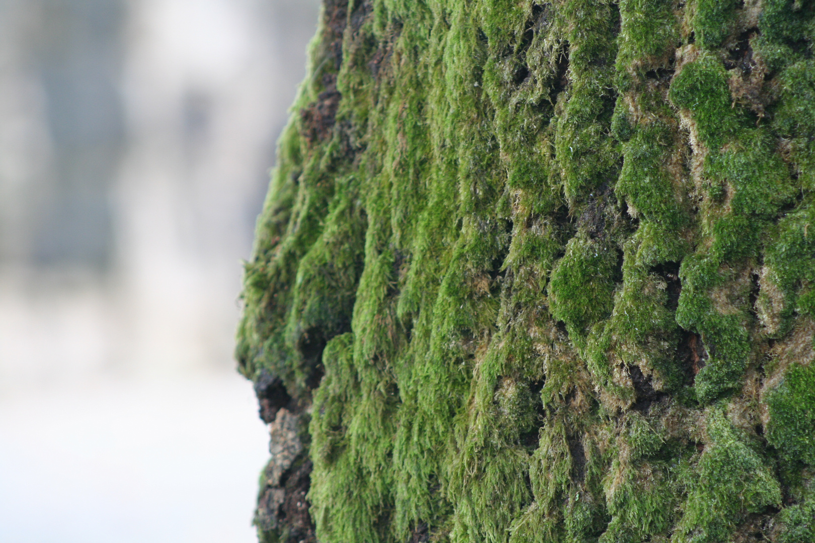 Arbol verde