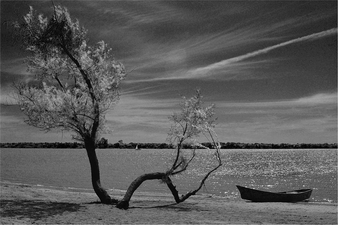 Arbol y bote