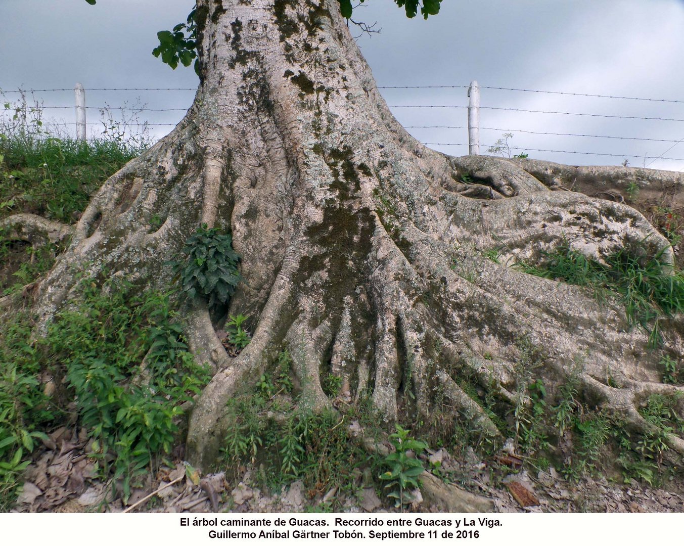 Arbol y raíces Baum und Baumwurzeln