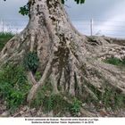 Arbol y raíces Baum und Baumwurzeln