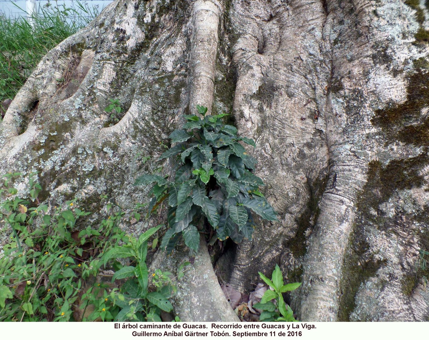 Arbol y raíces Baum und Baumwurzeln