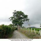 Arbol y raíces Baum und Baumwurzeln