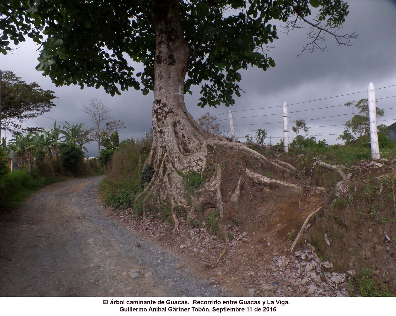 Arbol y raíces Baum und Baumwurzeln