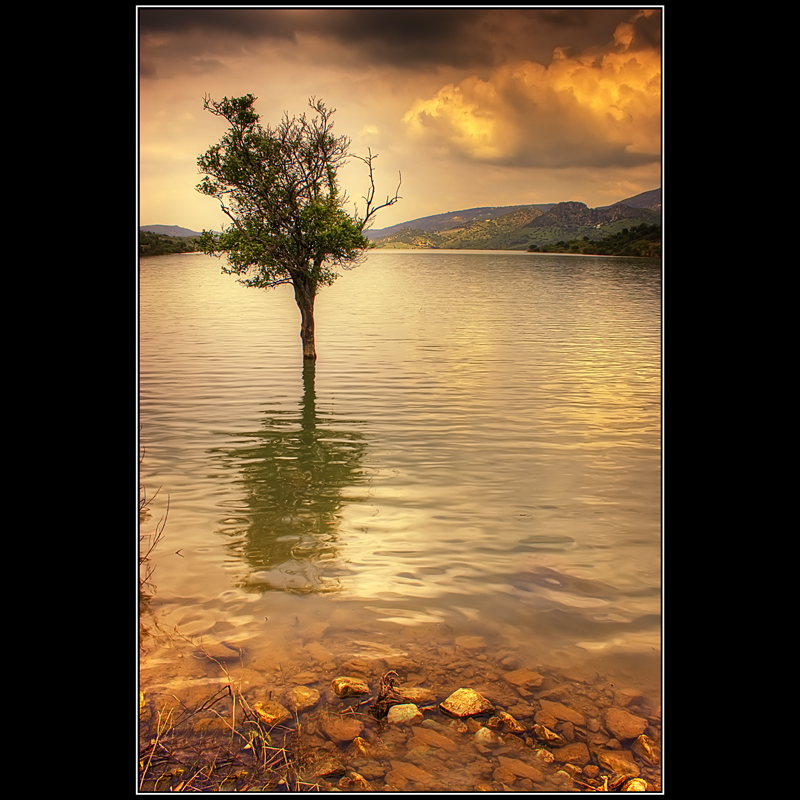 Arbol y reflejo