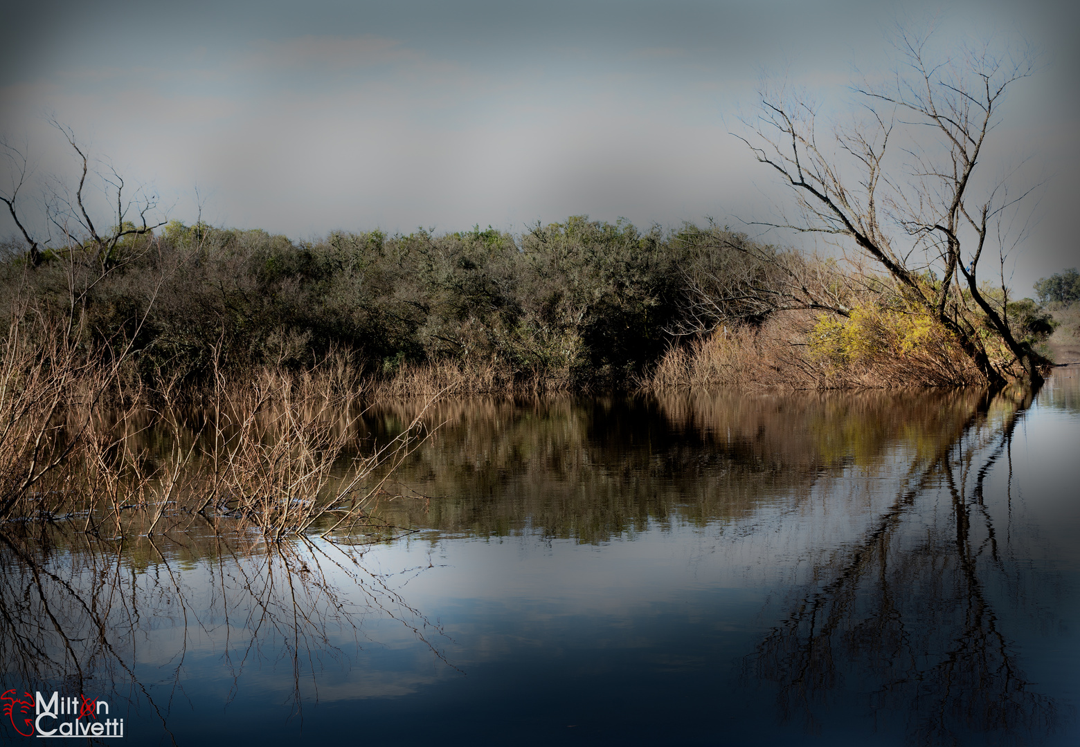 Arbol y reflejo