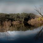 Arbol y reflejo