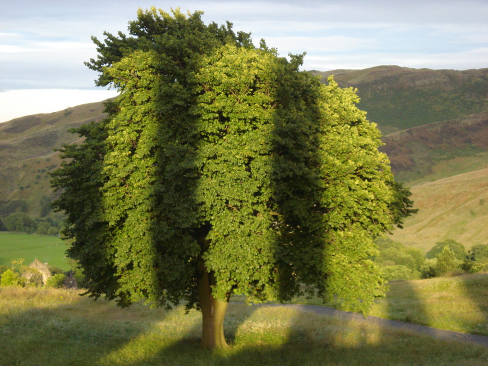 arbol y sombra