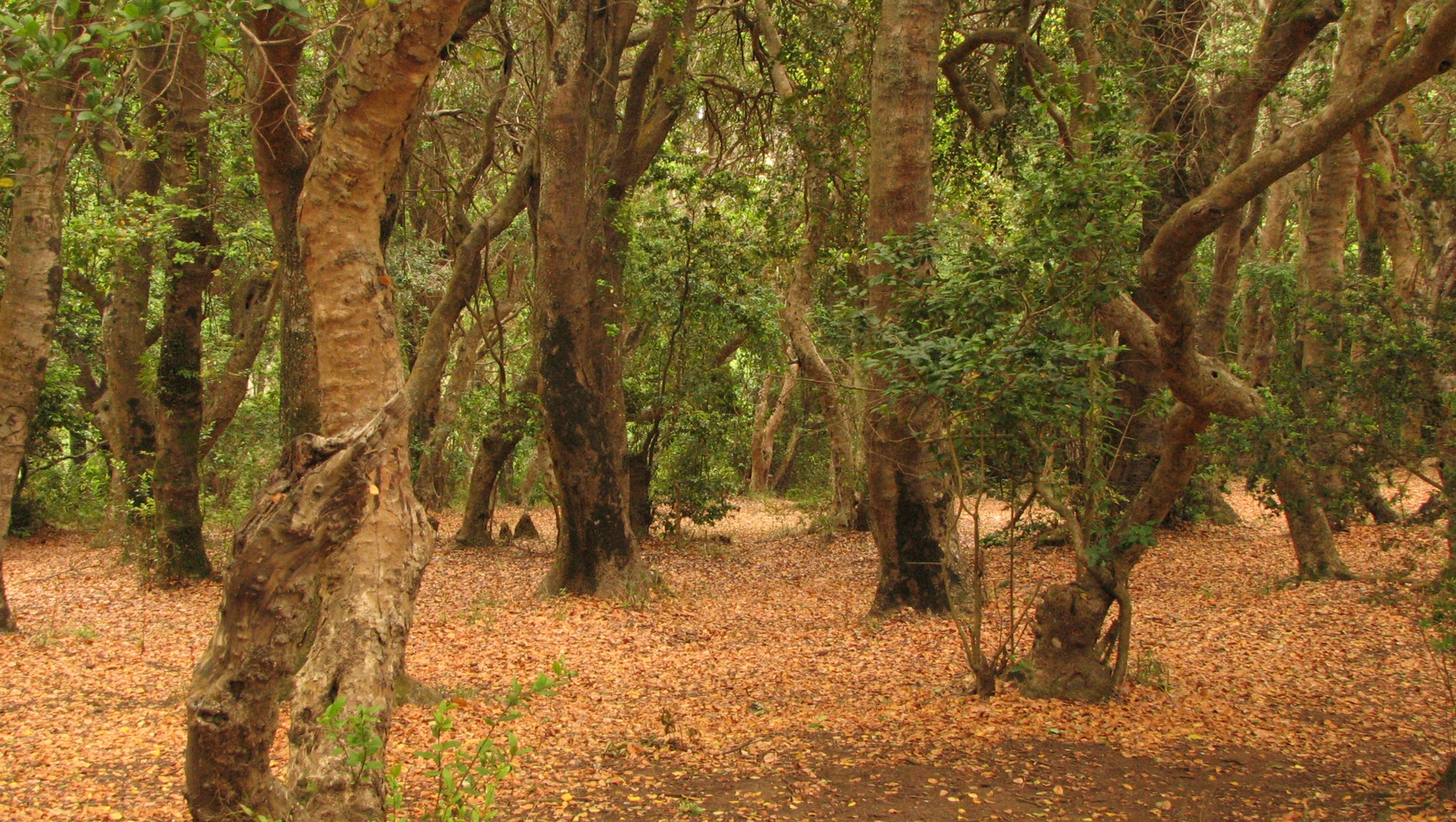 Arboleda, Parque Centinela