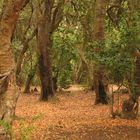 Arboleda, Parque Centinela