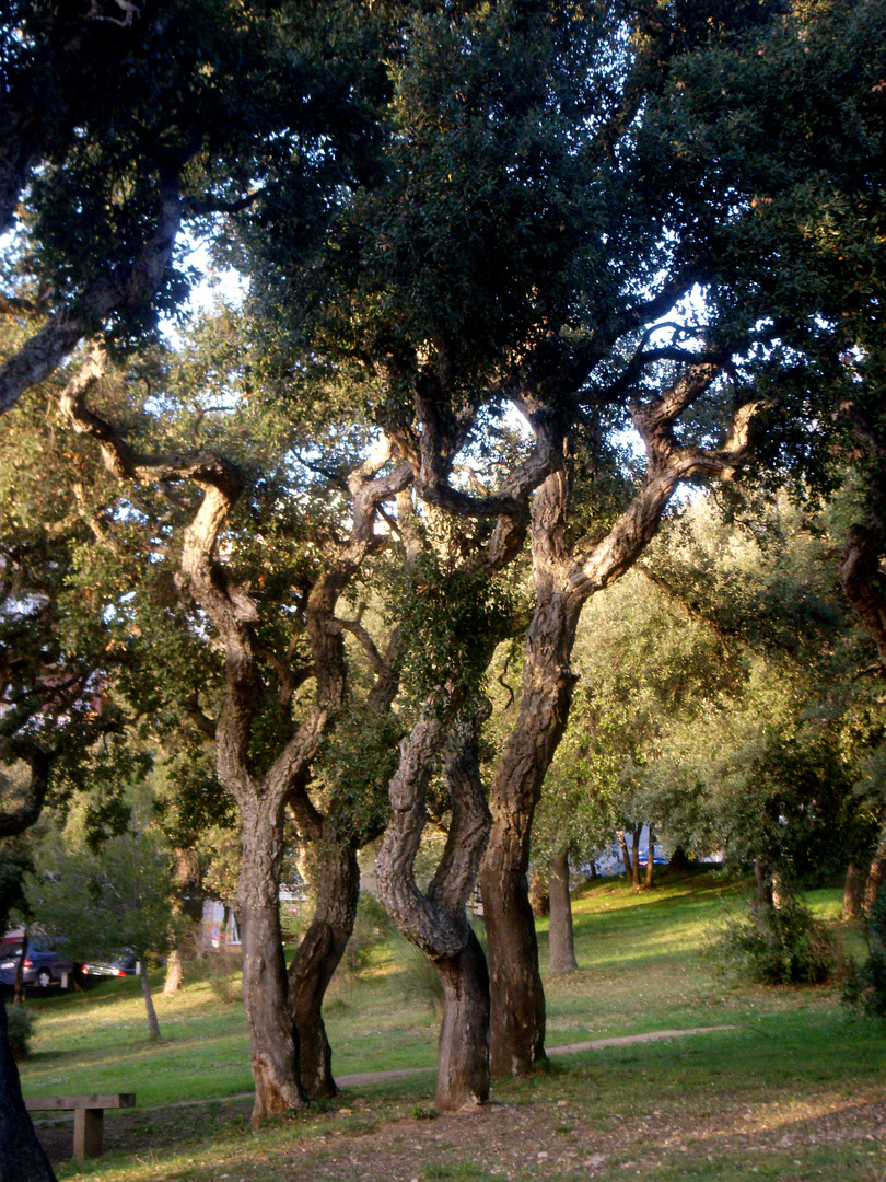 ARBOLES 3