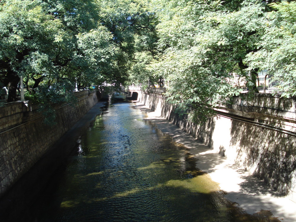 ARBOLES AÑEJOS