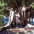 Arboles centenarios en Alicante