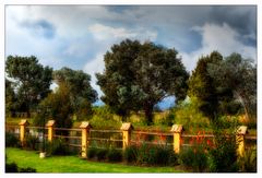 Arboles de la Sabana