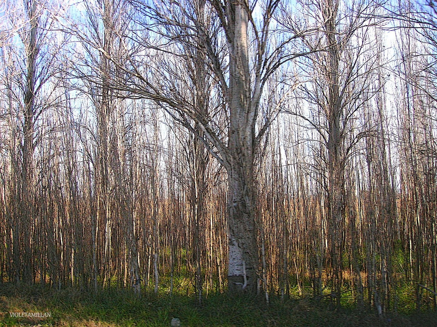 ARBOLES DEL CAMINO