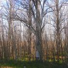 ARBOLES DEL CAMINO